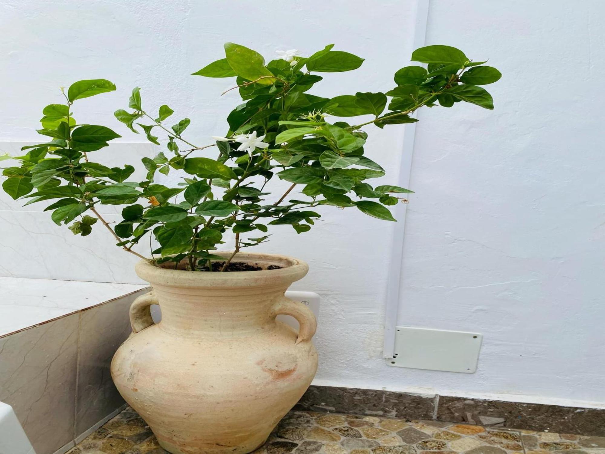 Le Refuge Djerbien Apartment Houmt Souk  Ngoại thất bức ảnh